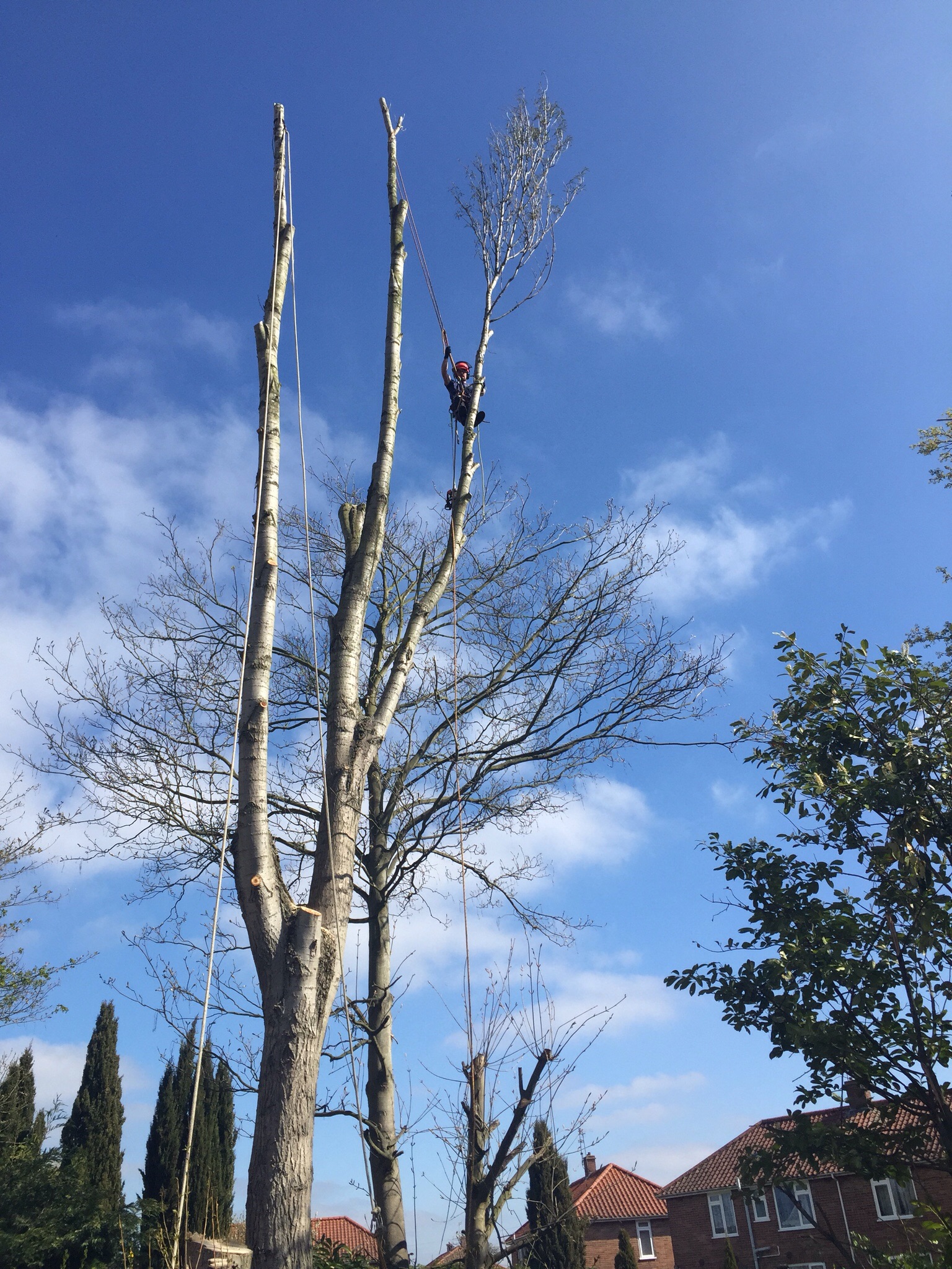 Tree surgery Norwich. Image Tree surgery Norwich. Image