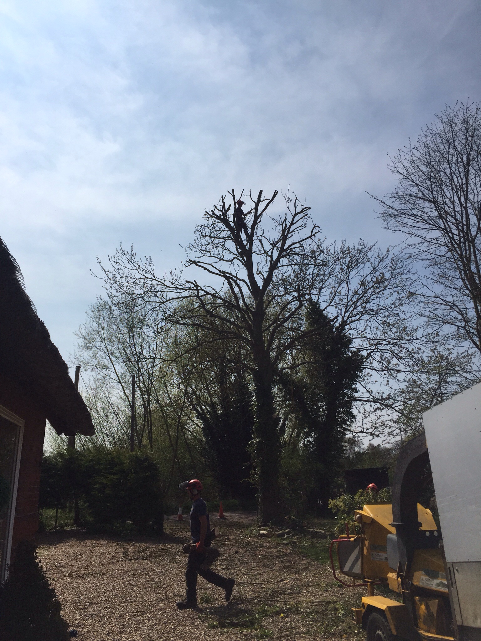 Tree surgery Rockford St Mary Norfolk. Image
