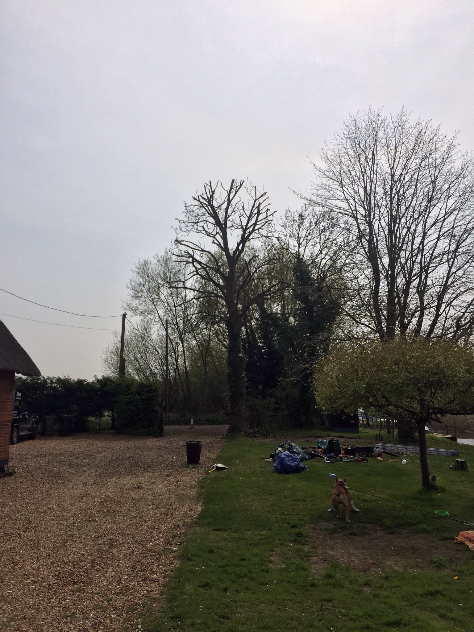 Tree surgery Rockford St Mary Norfolk. Image