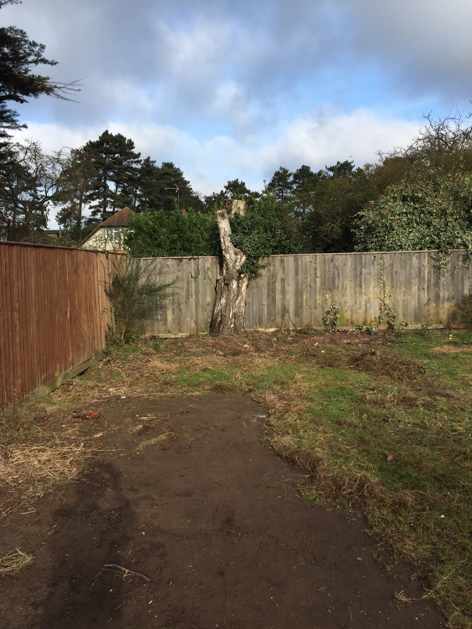 Treefellas felling silver birch in Ipswich working in affiliation with Acorn trees. www.acorntreesipswich.co.uk Image