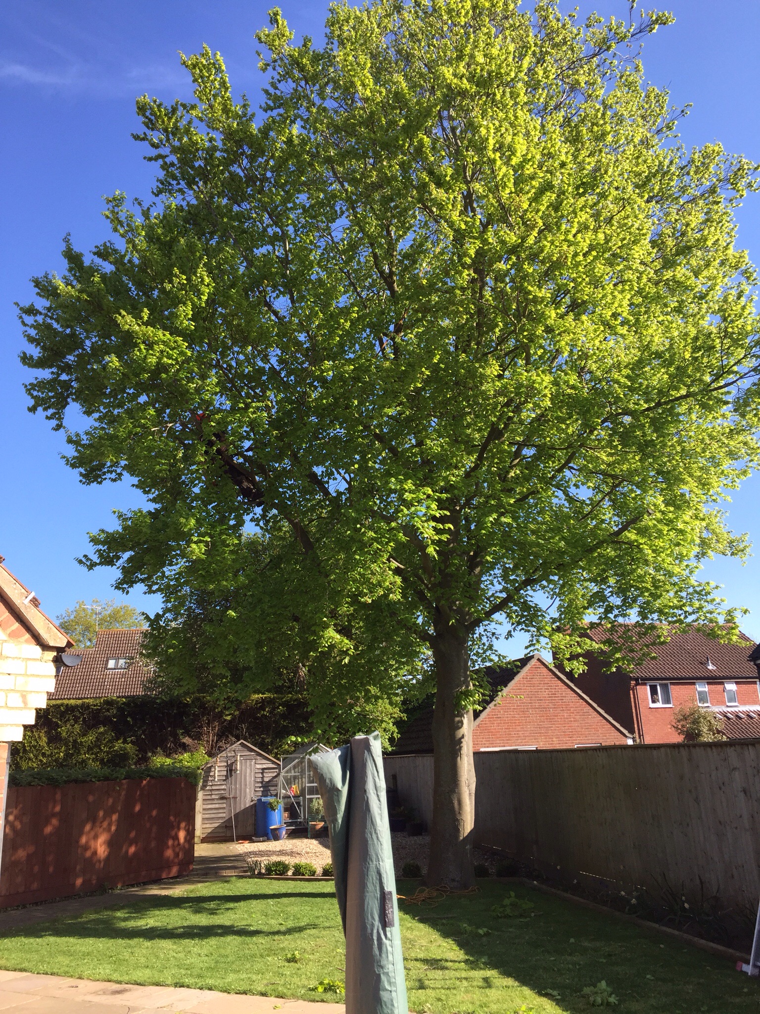 Beech reduction Mendlesham Suffolk.  Image Beech reduction Mendlesham Suffolk.  Image