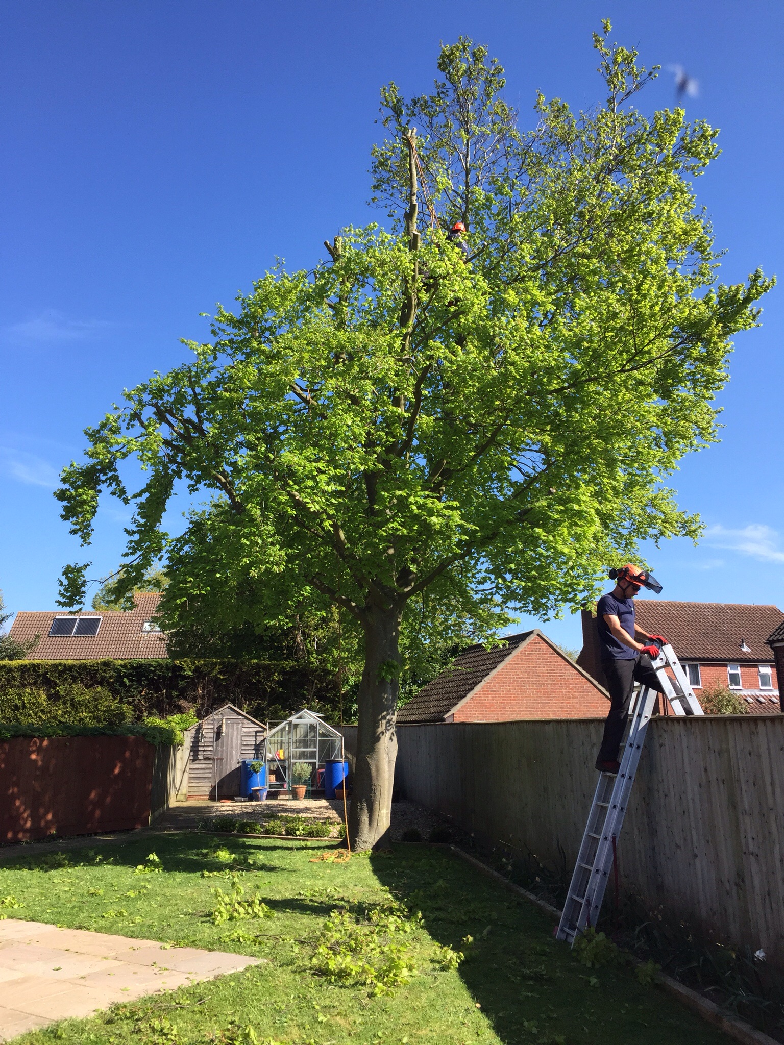 Beech reduction Mendlesham Suffolk.  Image Beech reduction Mendlesham Suffolk.  Image