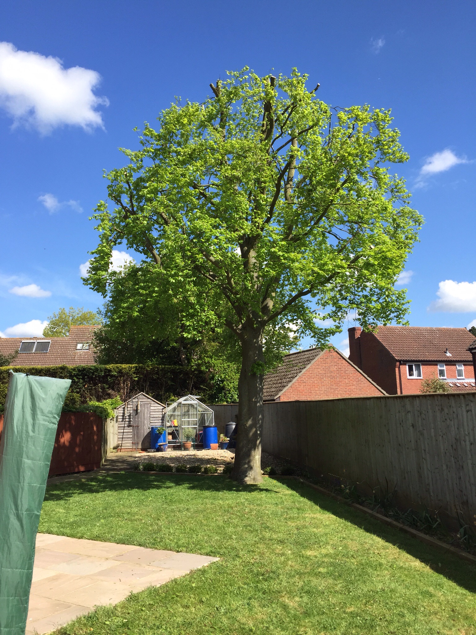 Beech reduction Mendlesham Suffolk.  Image Beech reduction Mendlesham Suffolk.  Image