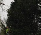 treefellasuk tree surgery Ipswich Suffolk Image