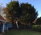 Conifer felling Drayton Norwich Image