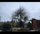 Tree reductions RIckinghall, tree transplant Hoxne Image