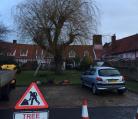 Willow pollard Fair Green Diss  Image