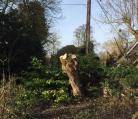Suffolk tree surgery, Brockford.  Image