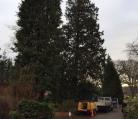 Tree surgery Norwich. Felling conifers in Cringleford. Image