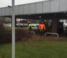 Tree surgery Stanstead. Image