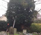 Tree felling Rickinghall  Image