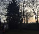 Tree surgery Hethersett Norfolk  Image