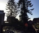 Tree surgery site clearance Attleborogh Norfolk. Image