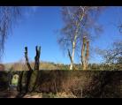 Cherry pollards and deadwooding in Cringleford Norwich. Image