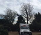 Tree surgery Burston Norfolk  Image