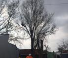 Willow reduction tree surgery Pulham St Mary. Image