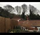 Sycamore reductions Thorpe, Norwich, Norfolk  Image