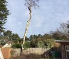 Treefellas felling silver birch in Ipswich working in affiliation with Acorn trees. www.acorntreesipswich.co.uk Image